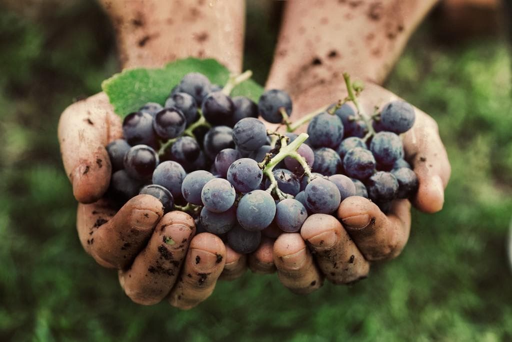 Productos de jardinería