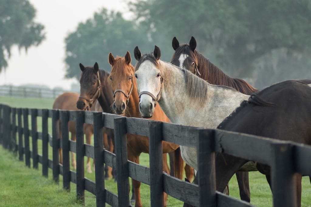 Pienso para caballos en Pontevedra