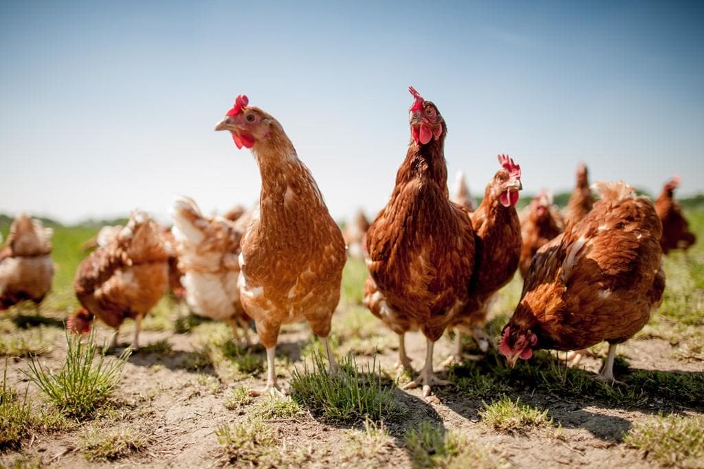 Pienso para gallinas en Pontevedra